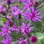 Vernonia noveboracensis Flower