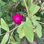 Silene coronariaFlower