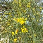 Parkinsonia aculeataBlüte