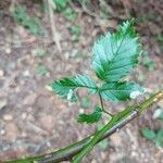 Rubus apetalus Folha