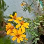 Tagetes lemmoniiКветка