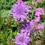 Scabiosa comosa Цветок