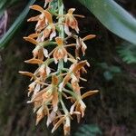 Epidendrum anceps 花
