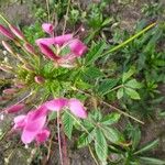 Cleome hasslerianaFlower