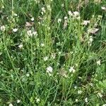 Cardamine parvifloraFlower