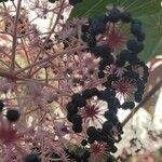 Aralia chinensis ഫലം