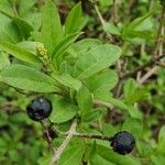 Ligustrum vulgareFrucht