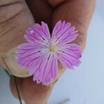 Dianthus tripunctatus Цветок