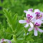 Pelargonium graveolensVirág