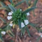 Leucas aspera Blomma