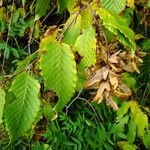 Carpinus cordata 果実