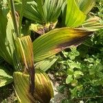 Veratrum nigrum Blatt