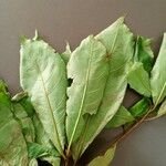 Terminalia superba Hoja