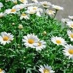 Leucanthemum maximumКвітка