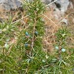 Juniperus communis 花