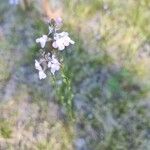 Nuttallanthus floridanus Flor