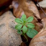 Galium aparineЛіст