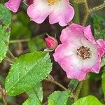 Rosa setigera Flower