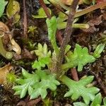 Leucanthemopsis alpina 葉