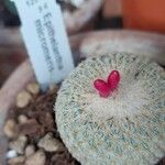 Epithelantha micromeris Blatt