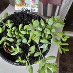 Cotyledon pendens Hoja