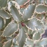 Pittosporum tenuifolium Leaf