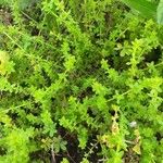 Cruciata pedemontana Yaprak