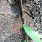 Microgramma vacciniifolia 樹皮