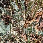 Astragalus mollissimus Foglia