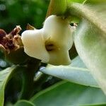 Diospyros blancoi Flower
