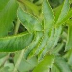 Kalanchoe prolifera Leaf