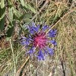 Cyanus triumfettii Flower