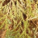 Juniperus procera Листок