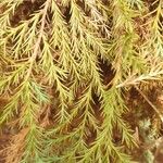 Juniperus procera Φύλλο