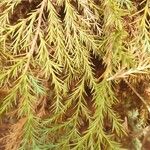 Juniperus procera পাতা