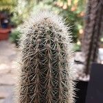 Cleistocactus variispinus Sonstige