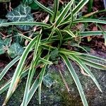 Carex morrowii आदत