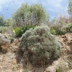 Lithodora hispidula Habit