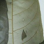 Tabernaemontana heterophylla