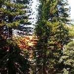 Araucaria cunninghamii Hábitos