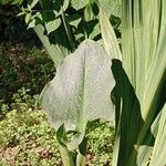 Zantedeschia albomaculata Fuelha