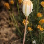 Fritillaria pudica 果實