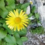 Doronicum pardalianches Flower