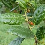 Ilex cornuta Blatt