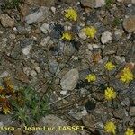 Biscutella intermedia Hábito