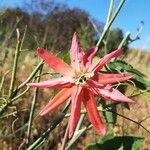 Passiflora manicata फूल