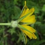 Tragopogon pratensis Virág
