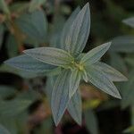 Pterolepis glomerata Leaf