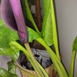 Zantedeschia rehmannii Flower