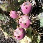 Opuntia stricta Fruit